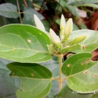 Jasminum multiflorum (Burm.f.) Andrews